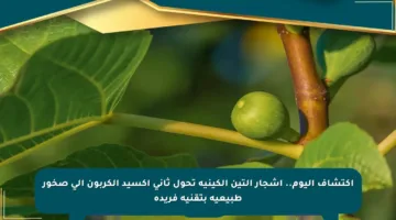 اكتشاف اليوم.. أشجار التين الكينية تحول ثاني أكسيد الكربون إلى صخور طبيعية بتقنية فريدة
